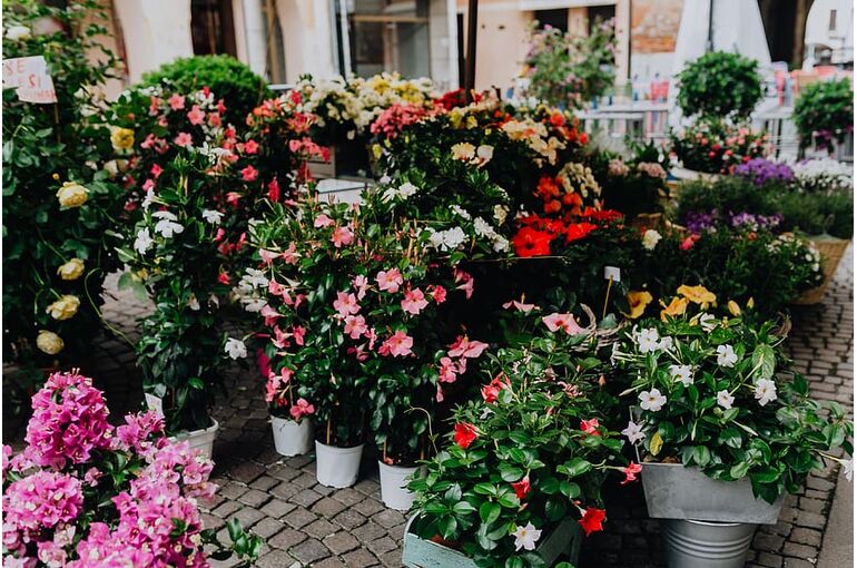 flowers-blooming-blossom-italian