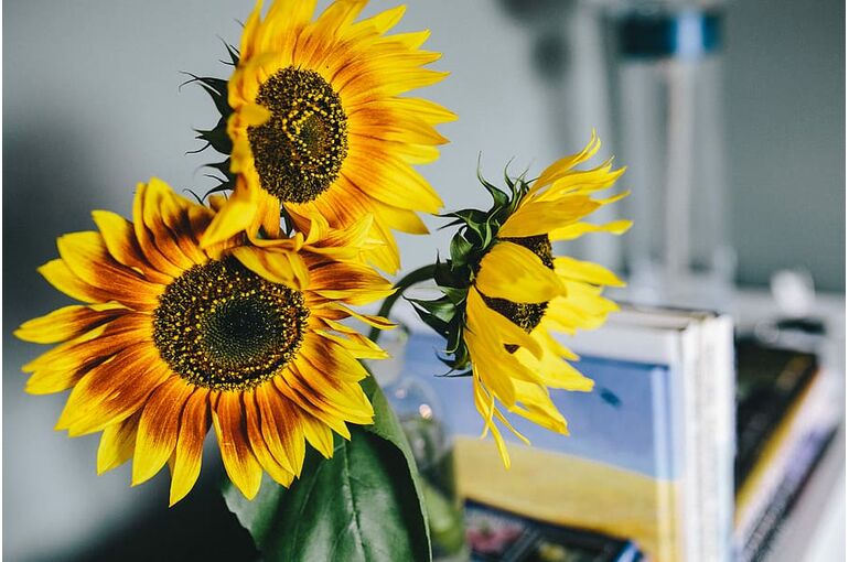 flower-magazines-books-sunflower