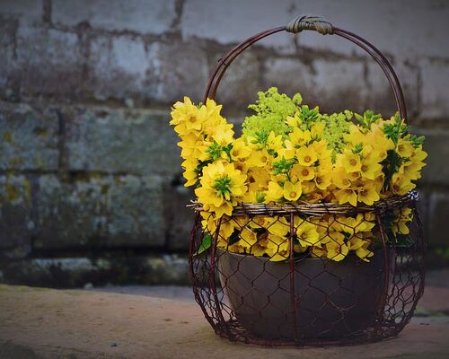 loosestrife-goldfelberich-bouquet-flowers