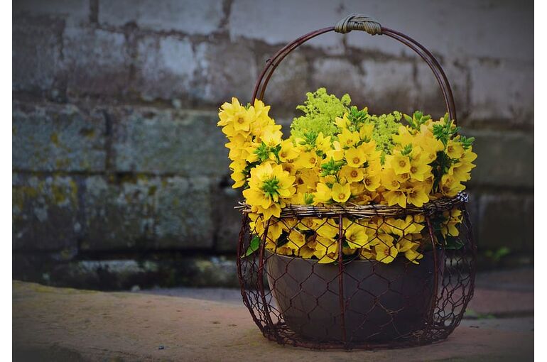 loosestrife-goldfelberich-bouquet-flowers