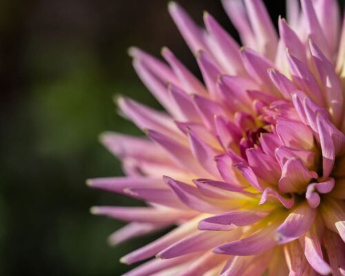 nature-flower-flowers-natural
