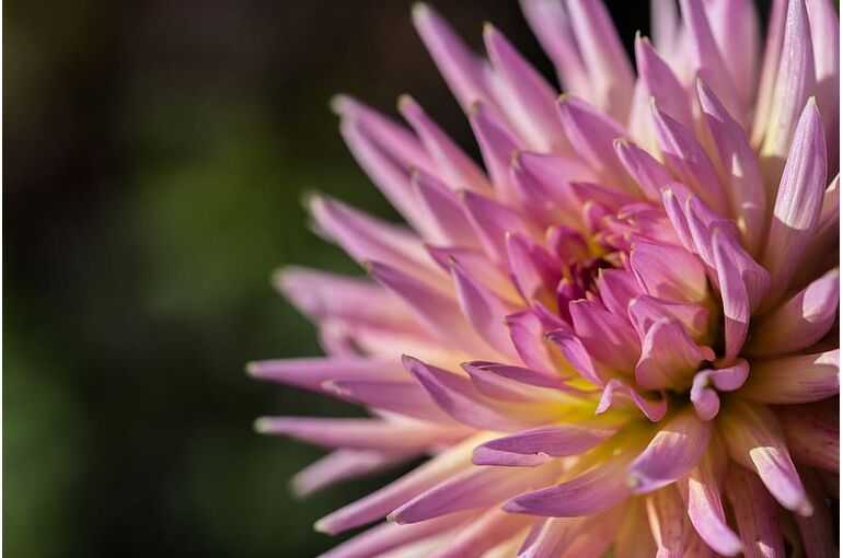 nature-flower-flowers-natural