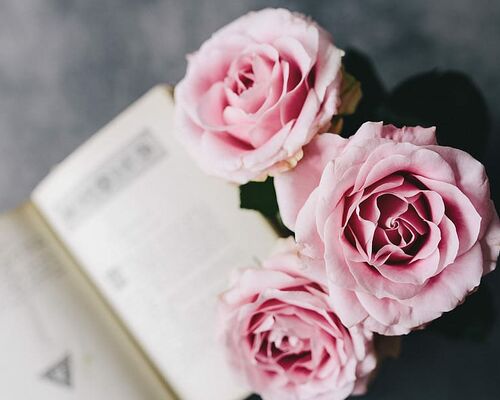 rose-roses-interior-resting