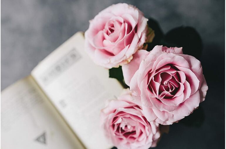 rose-roses-interior-resting