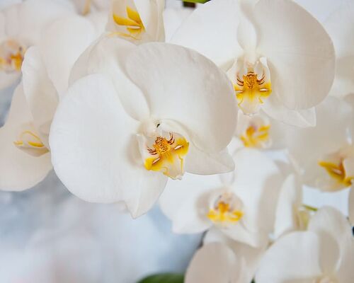 orchid-phalaenopsis-white-blossom