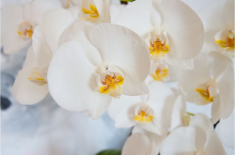 orchid-phalaenopsis-white-blossom