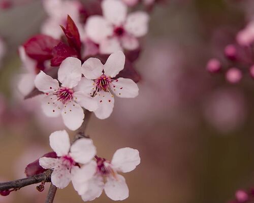 bloom-blossom-branch-delicate