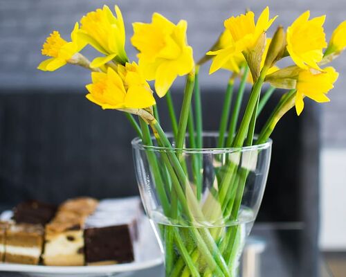 bloom-blossom-decoration-flora