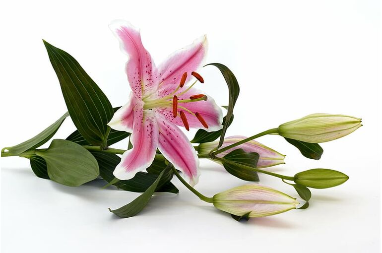lily-blossom-bloom-flower