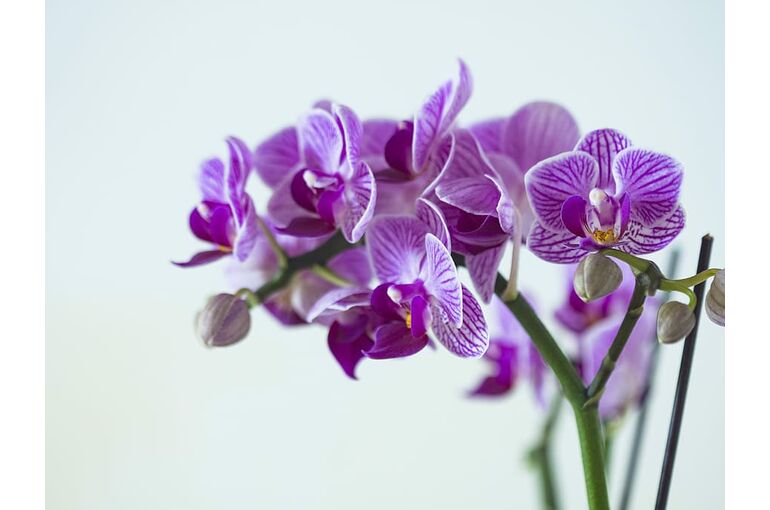 flower-floral-petal-purple