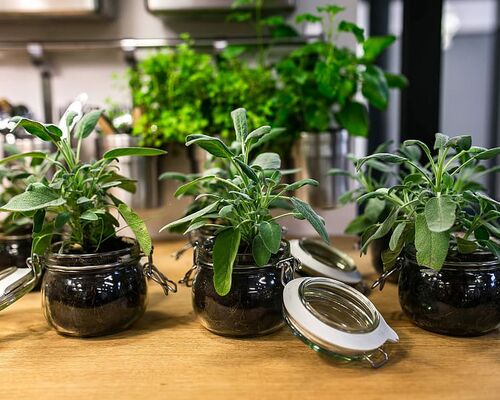 table-green-plant-pot