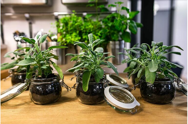 table-green-plant-pot