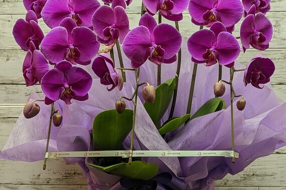 PXL_20221031_030050117.PORTRAIT