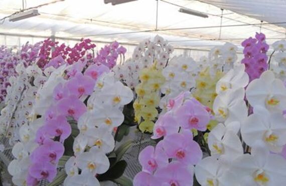 河内長野の花屋フラワーショップ七彩は契約農家より産地直送の胡蝶蘭をお届けします
